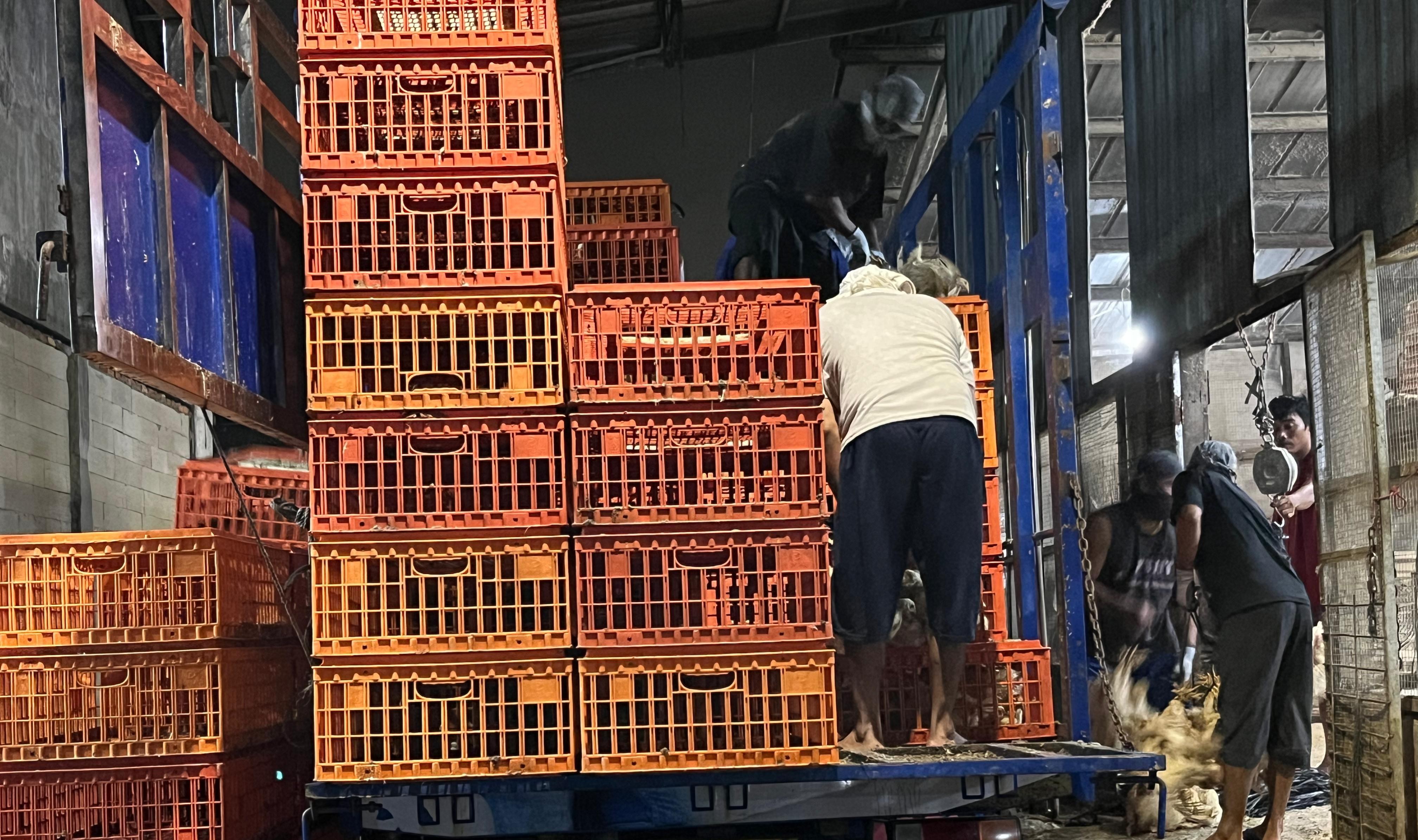 Kementan Sidak Pangkalan Ayam di Jakarta, Awasi Distribusi dan Harga Ayam Hidup